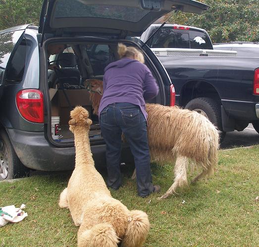 alpaca mini-van tranport