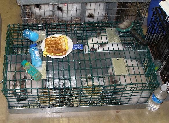 breakfast for people on top of a cage of rabbits.