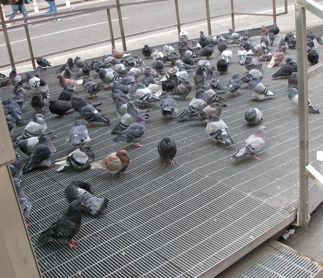 New York City pigeons in Times Square