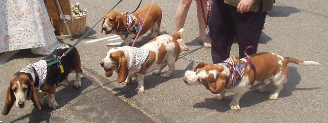  Basset Hound Rescue of Old Dominion