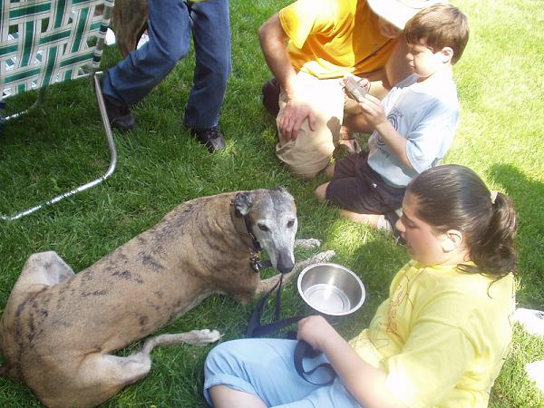 Greyhound Pets of America/Delaware