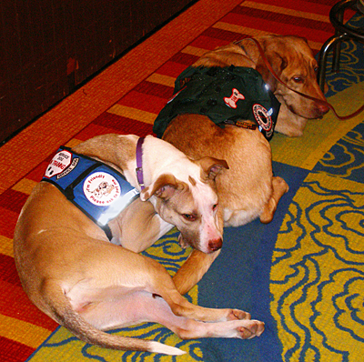 Service Dogs, the younger one is in training